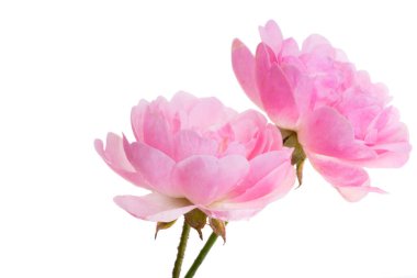 Beyaz arkaplanda izole edilmiş pembe küçük gül