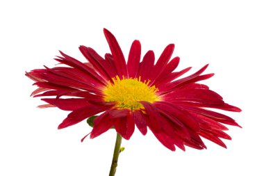 Beyaz arkaplanda kırmızı kasımpatı izole edildi