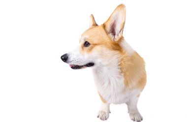 Corgi welsh pembroke beyaz arkaplanda izole