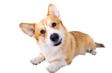 Corgi welsh pembroke beyaz arkaplanda izole