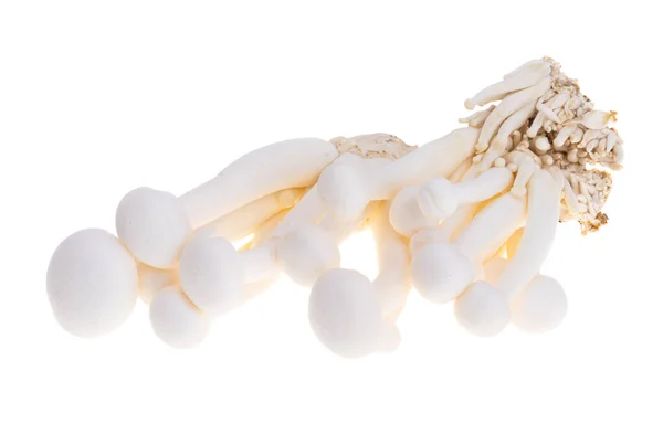 Japanese Shimeji Mushrooms Isolated White Background — Stock Photo, Image