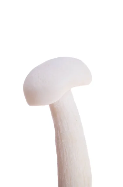 从白色背景分离出来的日本石墨菇 — 图库照片