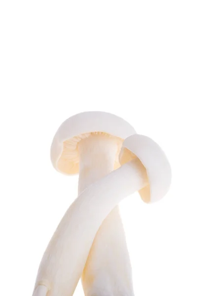Champignons Shimeji Japonais Isolés Sur Fond Blanc — Photo
