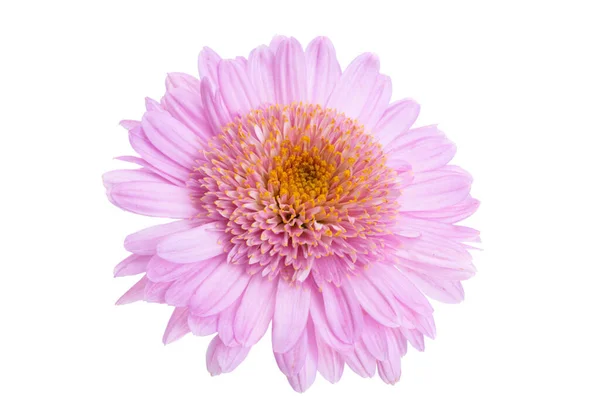 Chryzantéma Květiny Izolované Bílém Pozadí — Stock fotografie