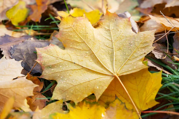 Background Autumn Leaves Fallen Ground — Stock Photo, Image