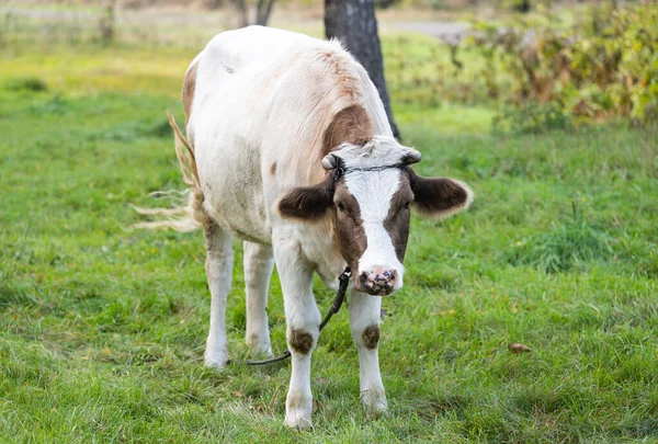 Vaca Pastando Prado — Fotografia de Stock