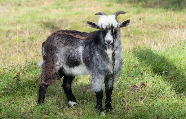 Goat Grazing Meadow — Stock Photo, Image