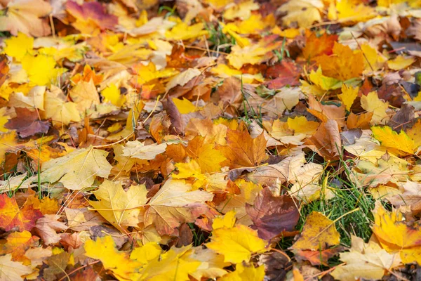 Фон Осенних Листьев Упавших Землю — стоковое фото