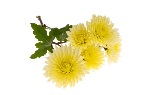 Crisantemo Amarillo Aislado Sobre Fondo Blanco —  Fotos de Stock