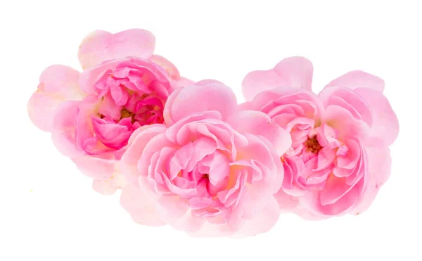 粉红的小玫瑰 白色背景隔离 — 图库照片