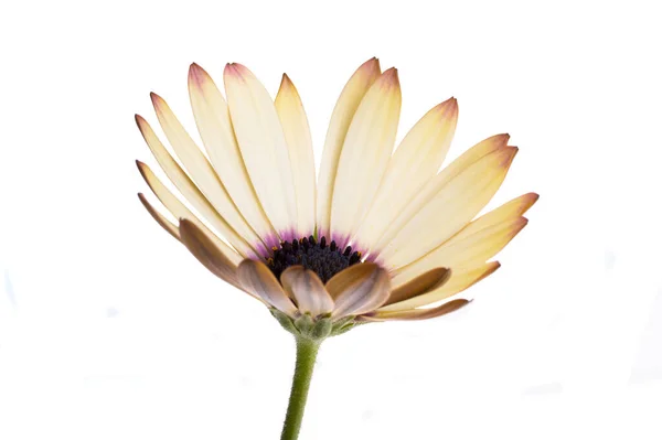 雌雄同株的菊花在白色上被分离 — 图库照片