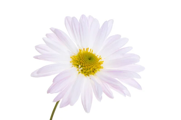 白地に孤立した菊 — ストック写真