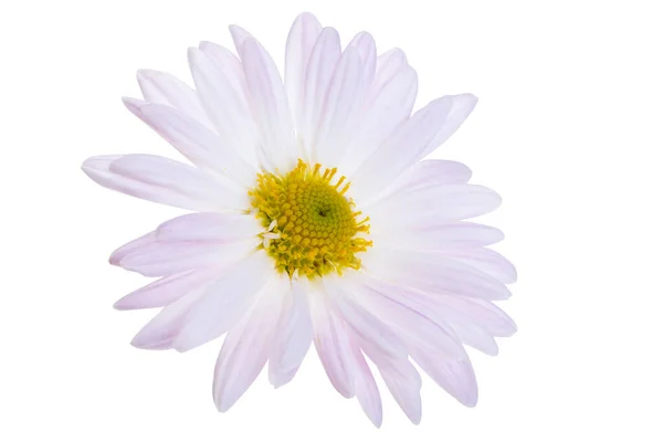 Chrysantheme Isoliert Auf Weißem Hintergrund — Stockfoto