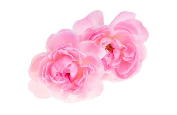 Rosa Piccola Rosa Isolata Sfondo Bianco — Foto Stock