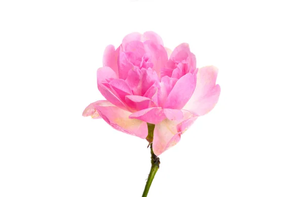Roze Kleine Roos Geïsoleerd Witte Achtergrond — Stockfoto