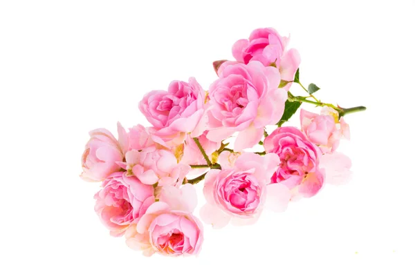 Růžová Malá Růže Izolované Bílém Pozadí — Stock fotografie