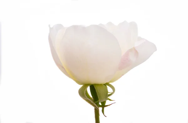 Rosa Branca Isolado Fundo Branco — Fotografia de Stock
