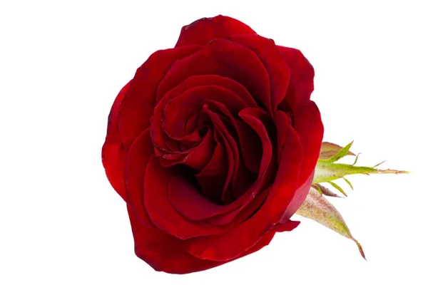 Rosa Roja Aislada Sobre Fondo Blanco —  Fotos de Stock