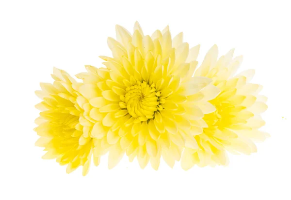 Crisantemo Giallo Isolato Fondo Bianco — Foto Stock