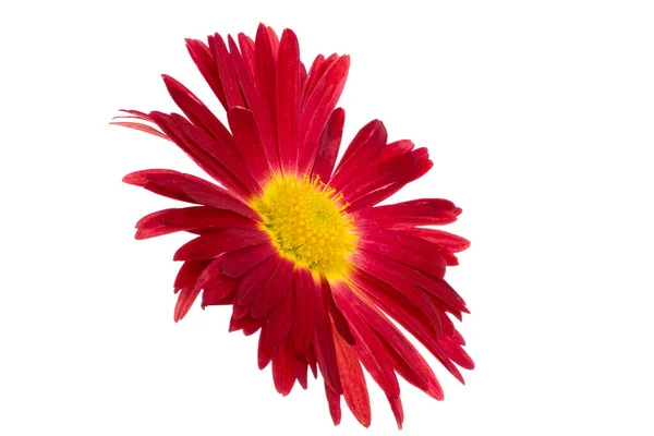 Crisantemo Rojo Aislado Sobre Fondo Blanco —  Fotos de Stock