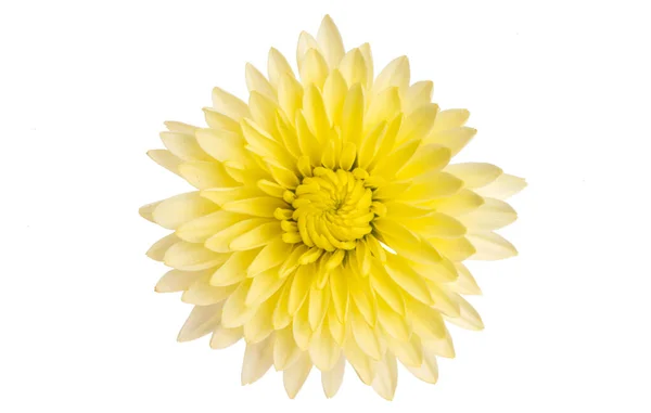 Žlutá Chryzantéma Izolované Bílém Pozadí — Stock fotografie