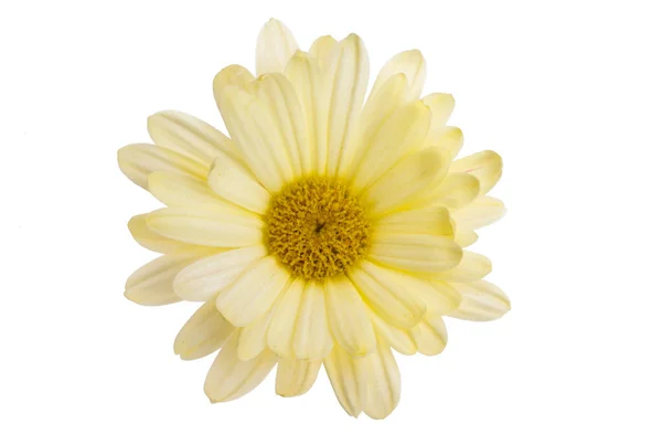 白い背景に孤立した黄色の菊 — ストック写真