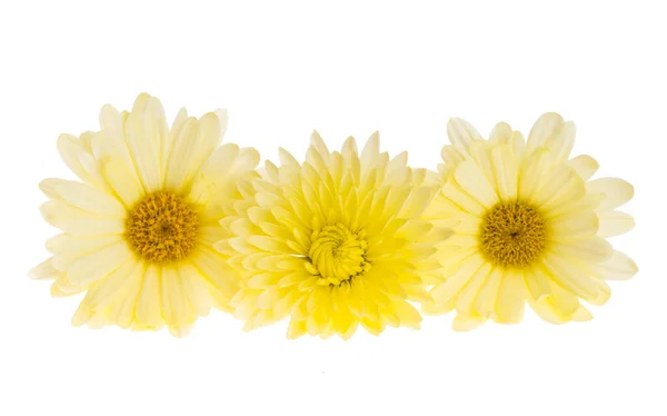 Crisantemo Giallo Isolato Fondo Bianco — Foto Stock