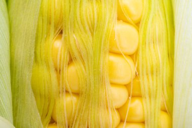 Genç mısırların arkaplanı