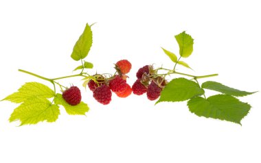 Beyaz arkaplanda yalıtılmış ahududu