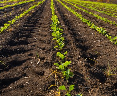 Güneşli bir günde yeşil kolza tohumu filizleniyor.
