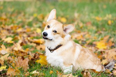 Corgi Welsh Pembroke sonbaharda yürüyüşe çıkıyor.