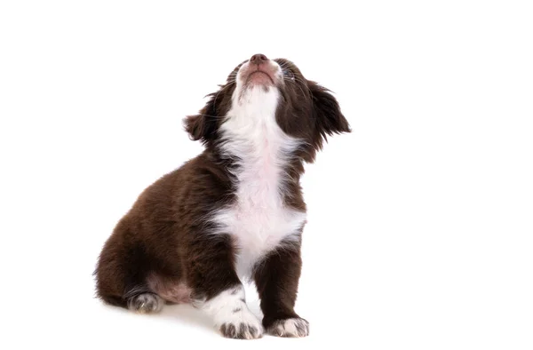 Puppy Isolated White Background — Stock Photo, Image