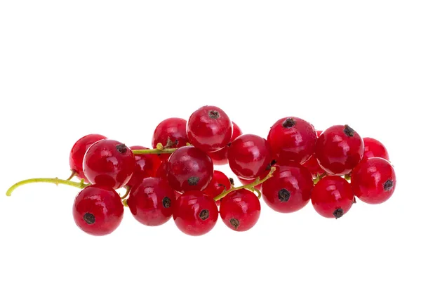 Currant Berries Isolated White Background — Stock Photo, Image