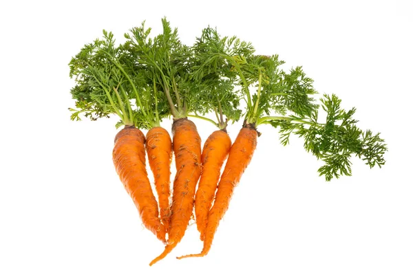 Carrot Leaves Isolated White Background — Stock Photo, Image