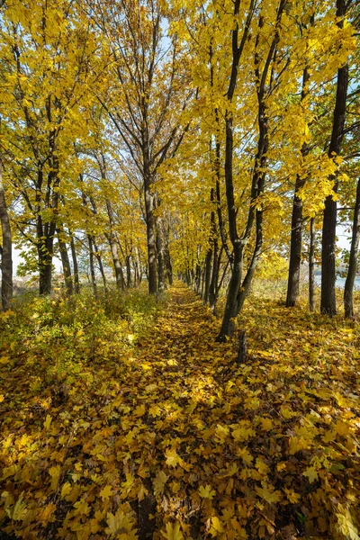 晴れた日に秋の森林景観 — ストック写真