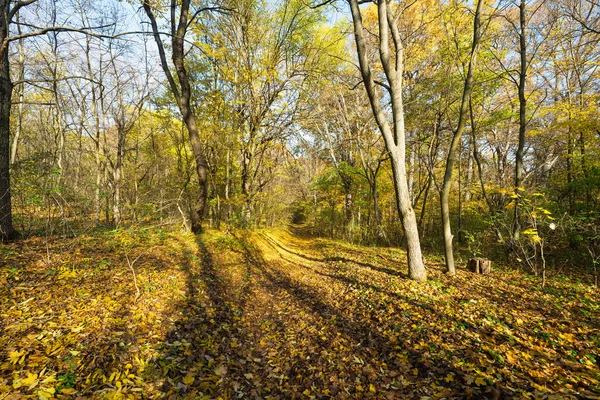 晴れた日に秋の森林景観 — ストック写真