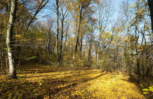 Podzimní Lesní Krajina Slunečného Dne — Stock fotografie