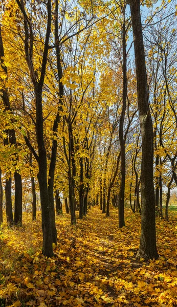 Paisagem Floresta Outono Dia Ensolarado — Fotografia de Stock