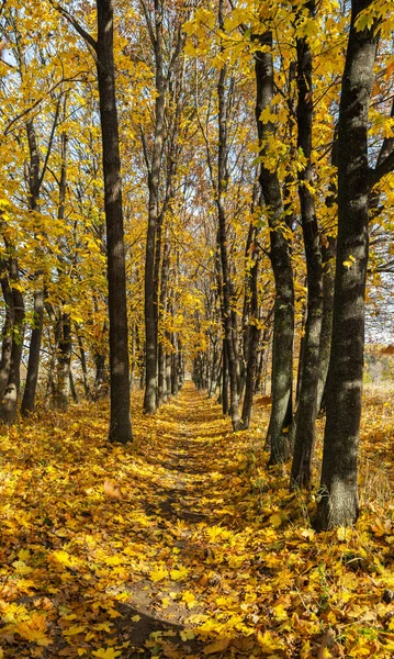阳光明媚的日子里的秋天的森林景观 — 图库照片