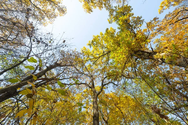 Güneşli Bir Sonbahar Orman Manzara — Stok fotoğraf