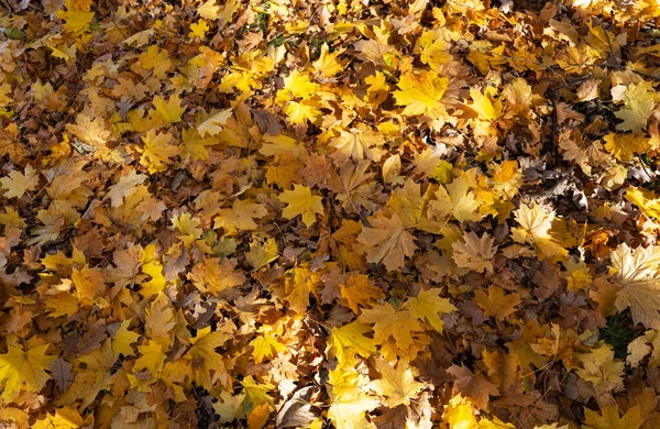 Podzimní Lesní Krajina Slunečného Dne — Stock fotografie