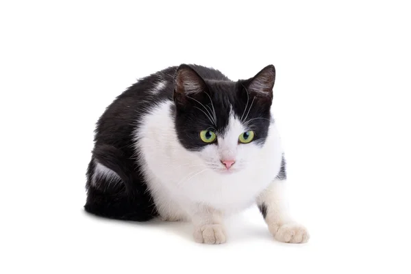 Черный Белый Кот Изолирован Белом Фоне — стоковое фото