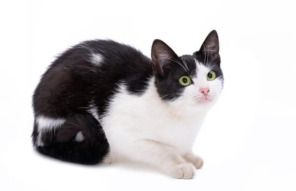 Černá Bílá Kočka Izolovaných Bílém Pozadí — Stock fotografie