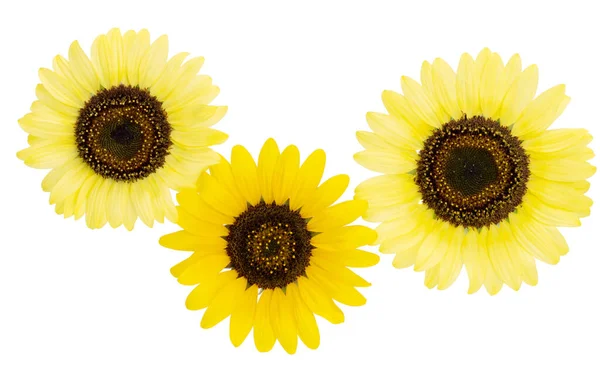 Yellow Sunflower Isolated White Background — Stock Photo, Image