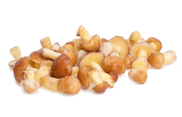 Mushrooms Isolated White Background — Stock Photo, Image