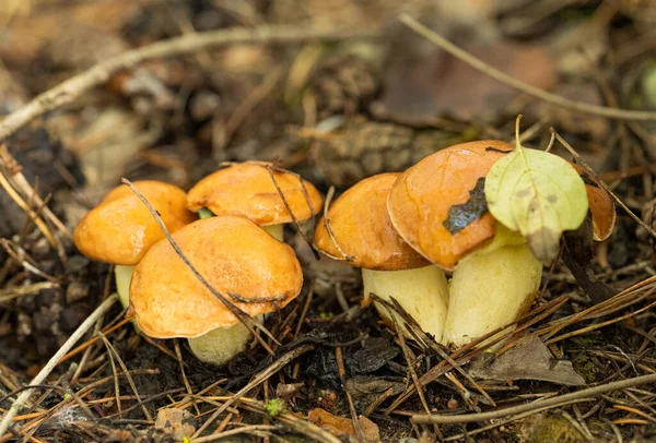 秋天生长在松林里的蘑菇 — 图库照片