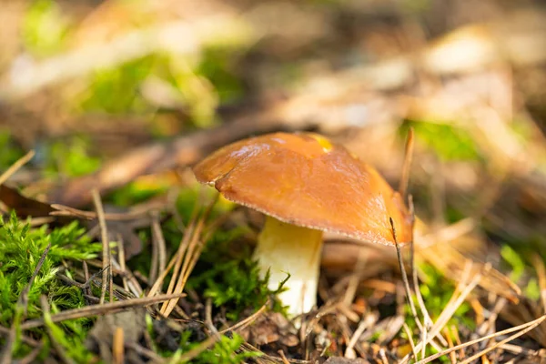 Funghi Che Crescono Una Pineta Autunno — Foto Stock