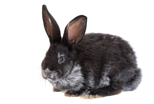 Черный Кролик Изолирован Белом Фоне — стоковое фото