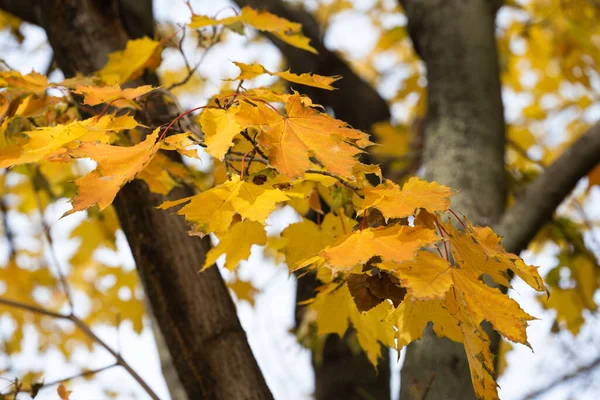 木の上に黄色のカエデの葉 — ストック写真