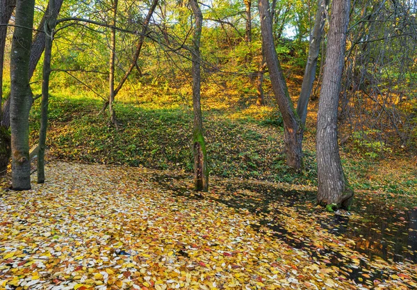 Wiele Jesiennych Liści Pływających Powierzchni Stawu — Zdjęcie stockowe